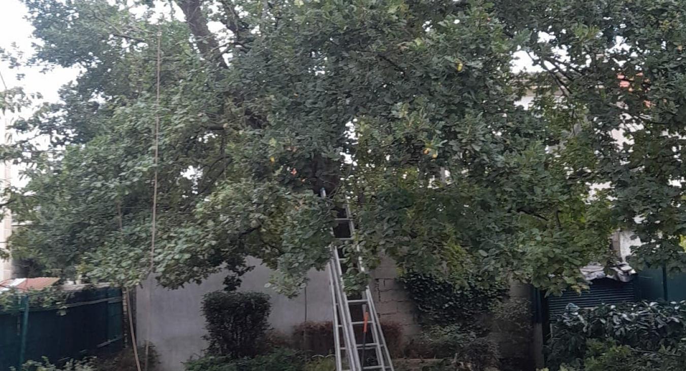 Élagage d'un chêne