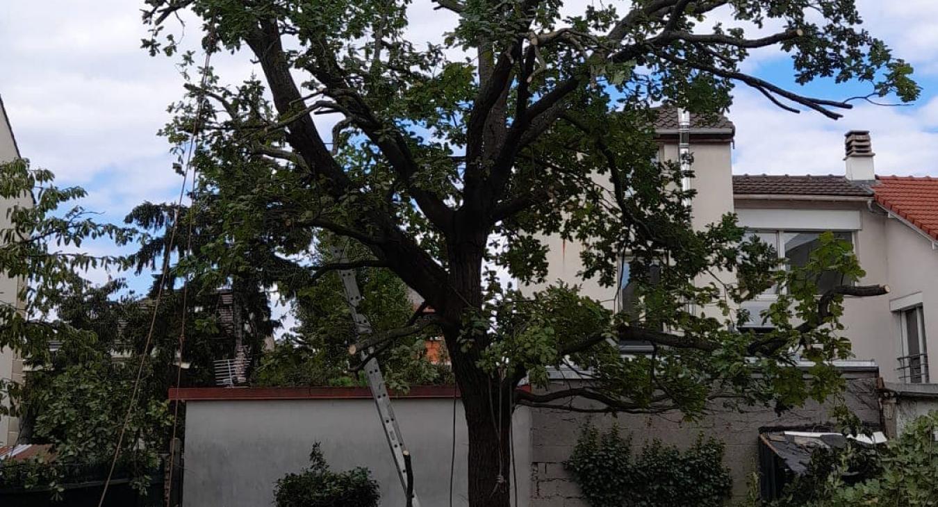 Élagage d'un chêne