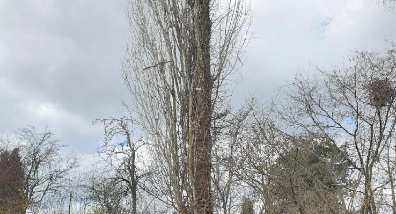 Abattage d'un peuplier