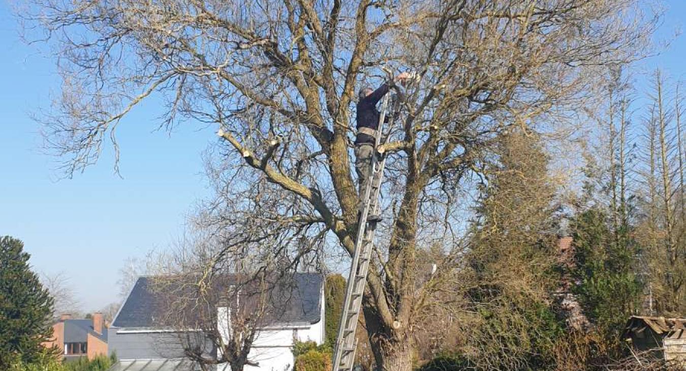 Élagage d'un frêne