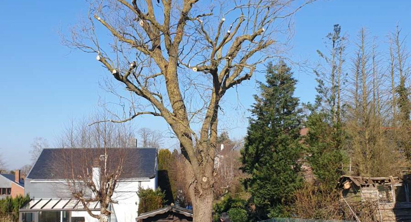 Élagage d'un frêne