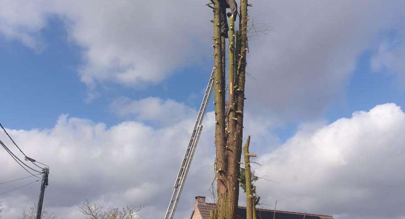 Abattage d'un arbre