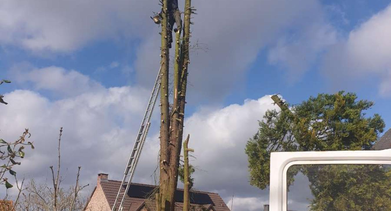 Abattage d'un arbre