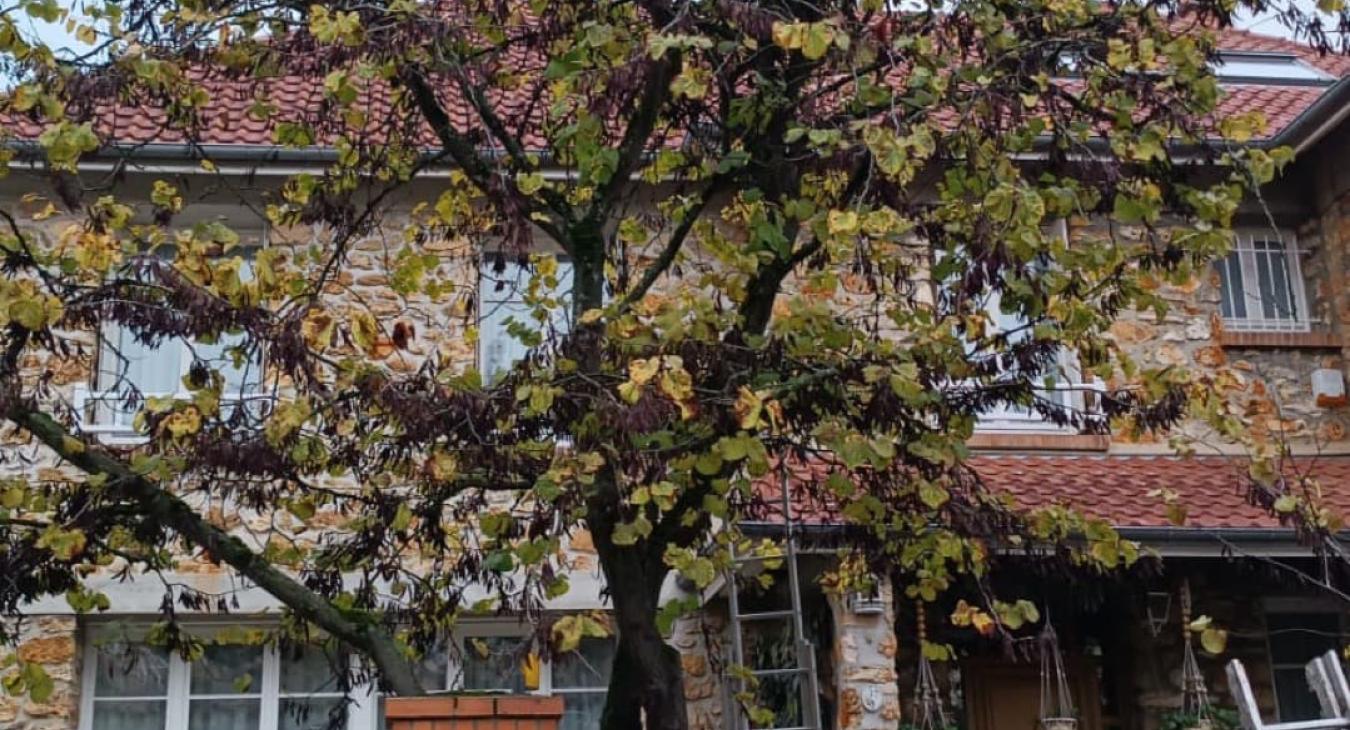 Élagage d'un abre de Judée