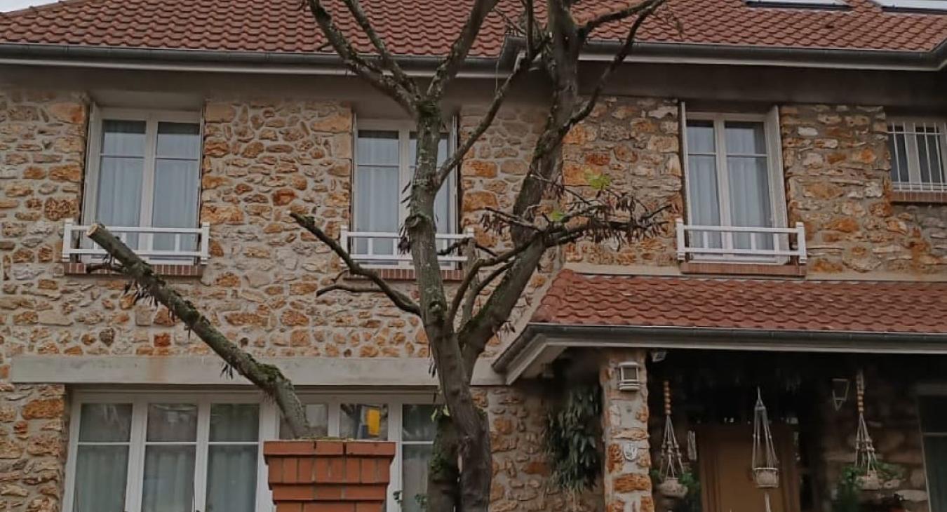 Élagage d'un abre de Judée